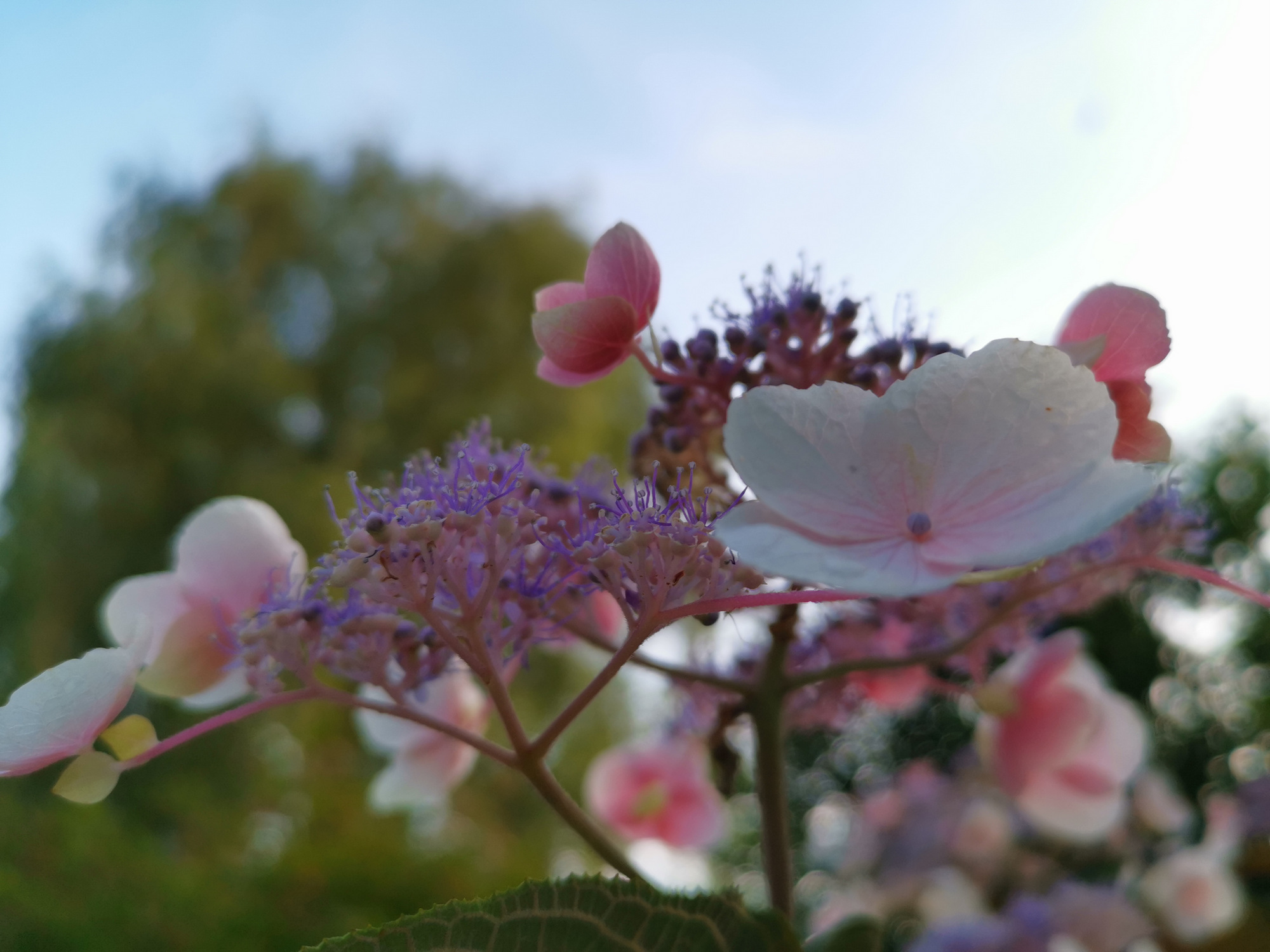 3-IMG_20190804_202935 3-IMG_20190804_202935